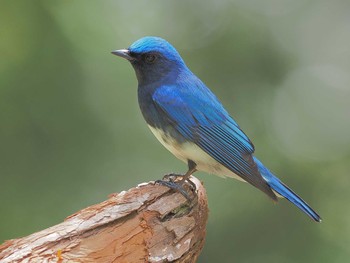 Blue-and-white Flycatcher 愛知県 Thu, 5/2/2024