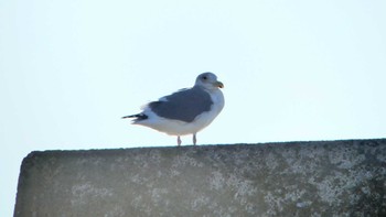 Vega Gull 周文埠頭(北海道厚真町) Thu, 1/3/2019