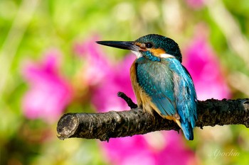 Common Kingfisher 近所 Fri, 5/3/2024