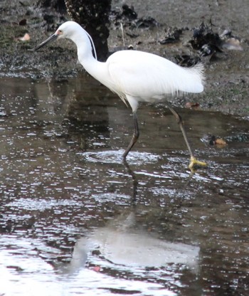 Little Egret Hama-rikyu Gardens Sun, 4/14/2024