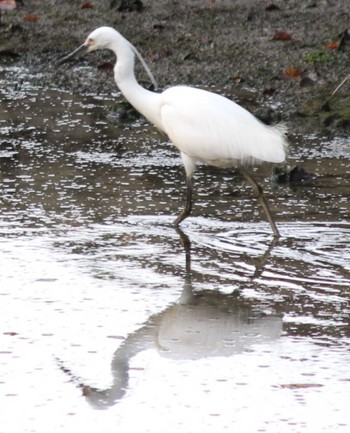 Little Egret Hama-rikyu Gardens Sun, 4/14/2024