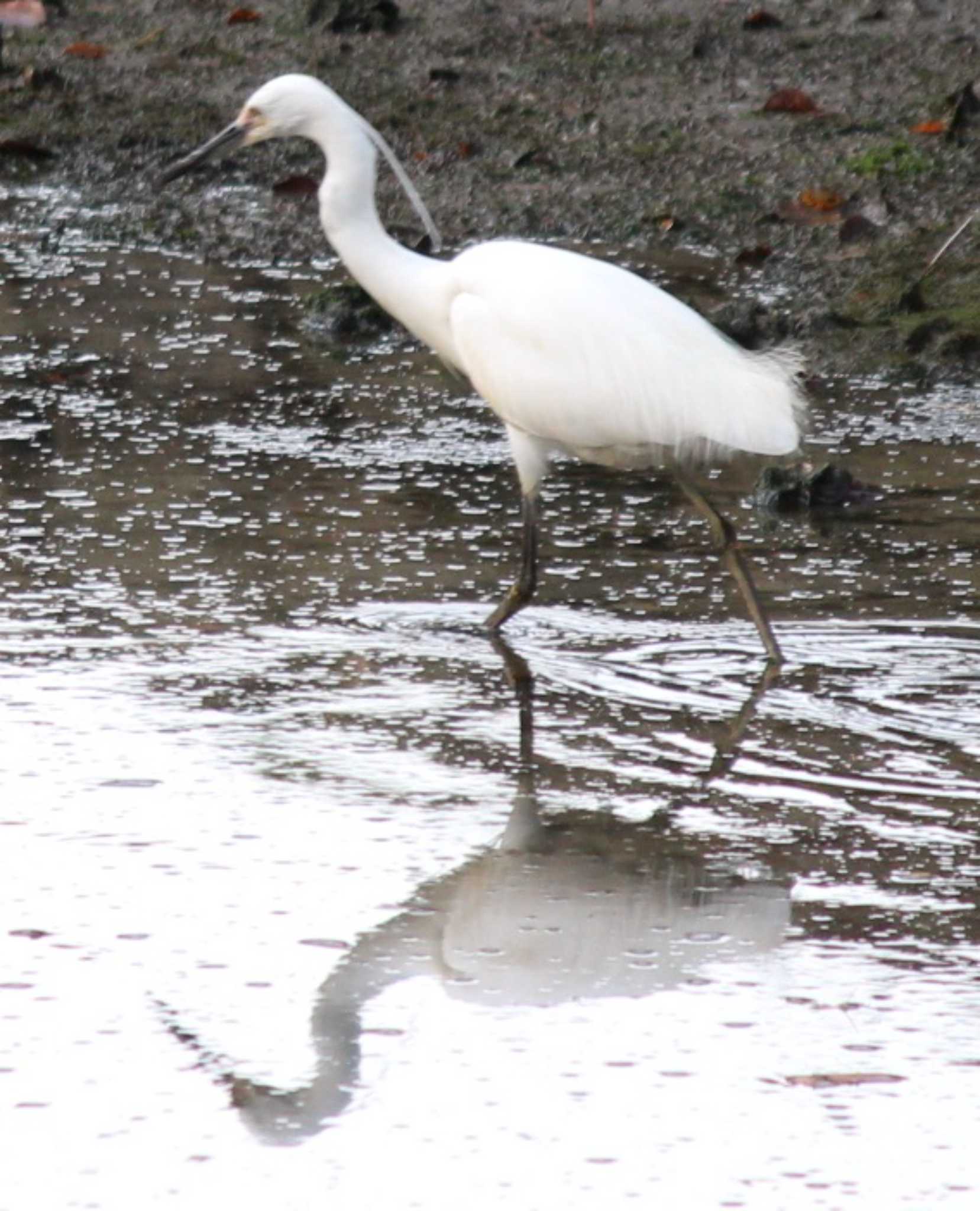 Little Egret