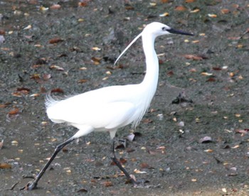 Little Egret Hama-rikyu Gardens Sun, 4/14/2024