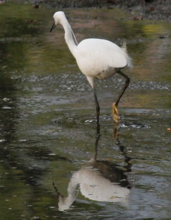 Little Egret Hama-rikyu Gardens Sun, 4/14/2024