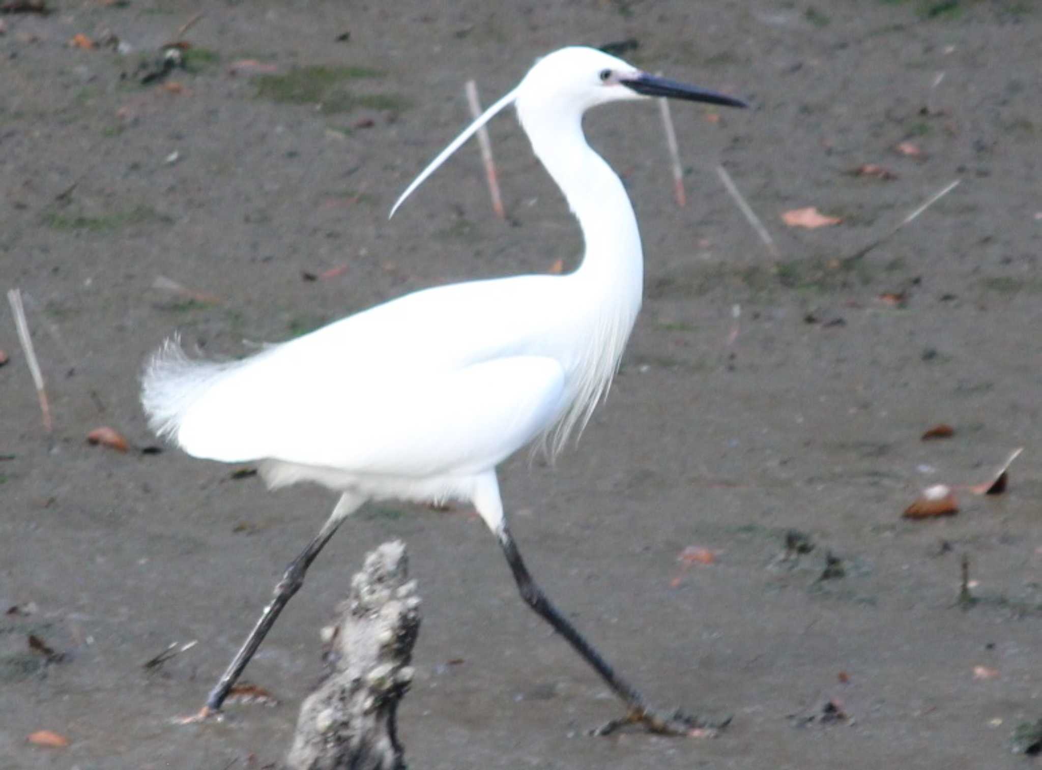 Photo of Little Egret at Hama-rikyu Gardens by kj