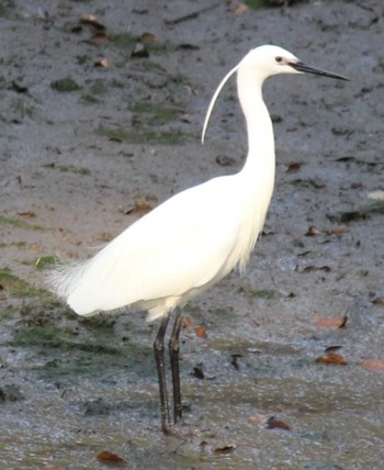 Little Egret Hama-rikyu Gardens Sun, 4/14/2024