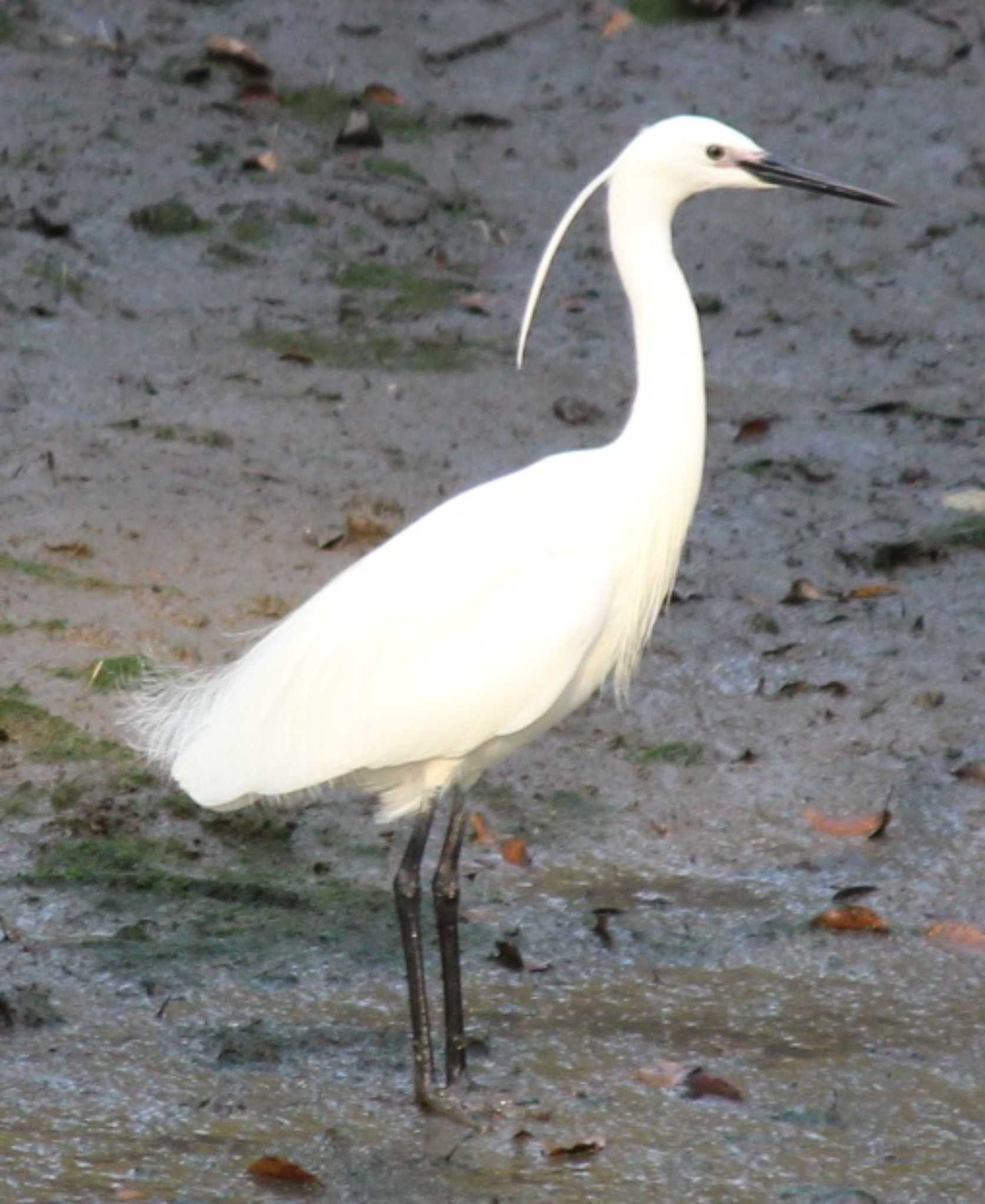 Little Egret