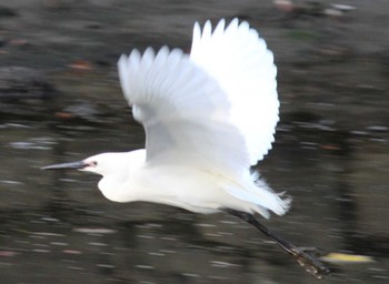 コサギ 浜離宮恩賜庭園 2024年4月14日(日)