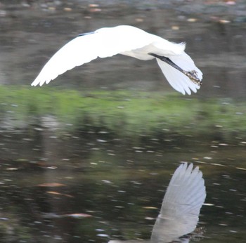 コサギ 浜離宮恩賜庭園 2024年4月14日(日)