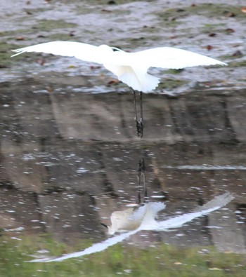 Little Egret Hama-rikyu Gardens Sun, 4/14/2024