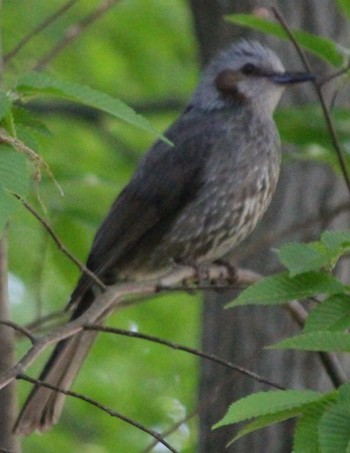 Brown-eared Bulbul 三ッ沢公園 Fri, 5/3/2024