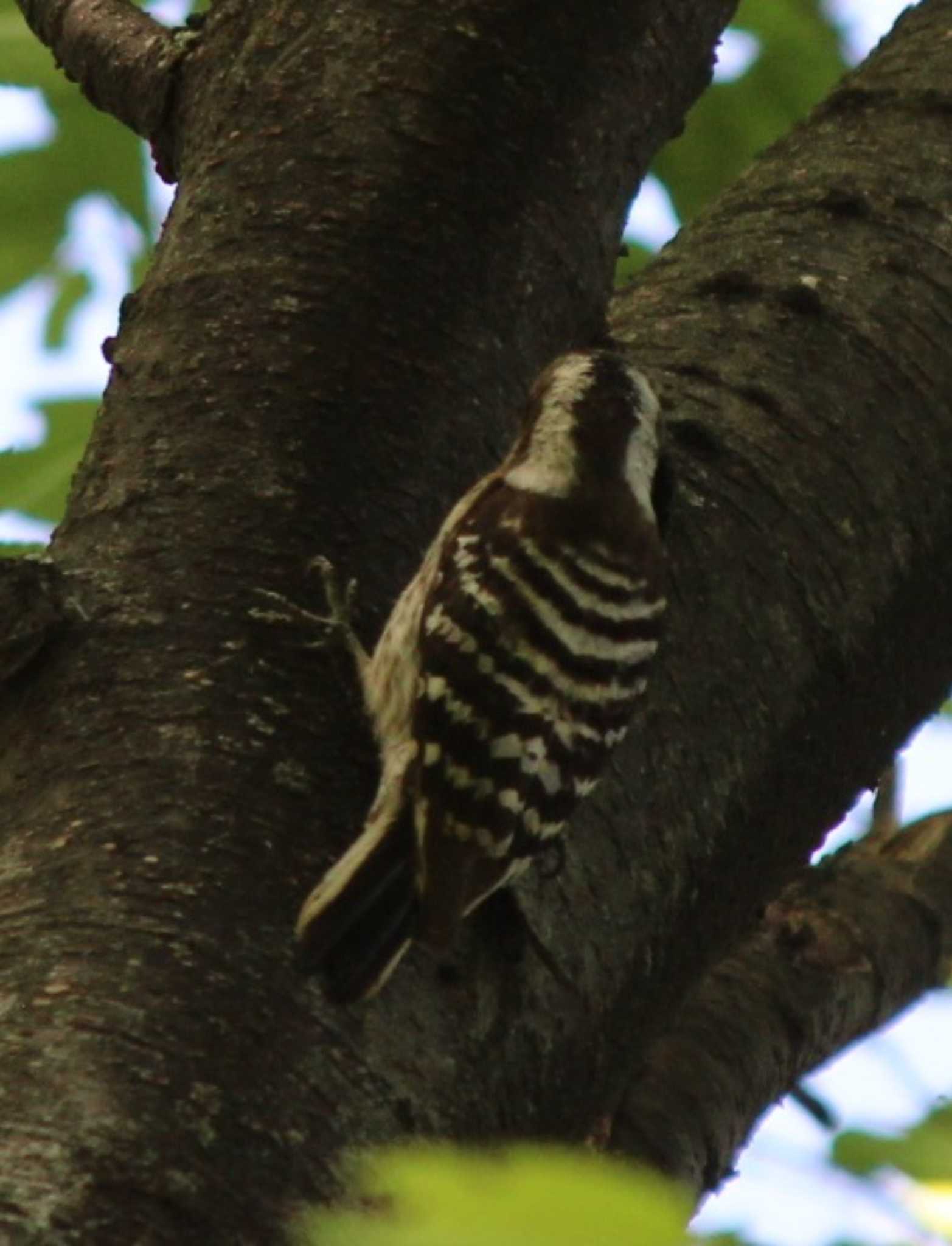 Photo of Japanese Pygmy Woodpecker at 三ッ沢公園 by kj