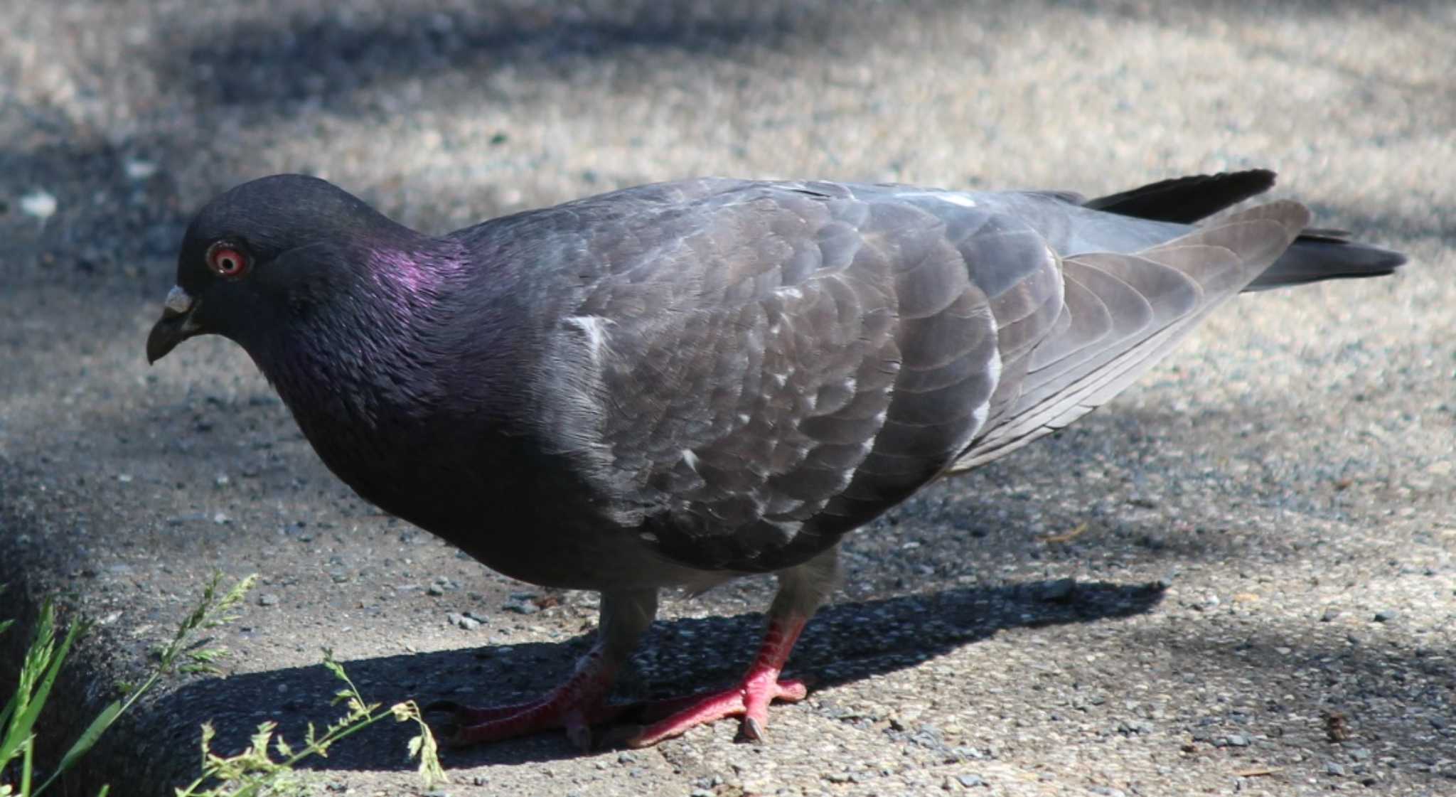 Photo of Rock Dove at 三ッ沢公園 by kj