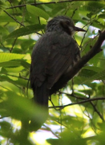 Brown-eared Bulbul 三ッ沢公園 Fri, 5/3/2024