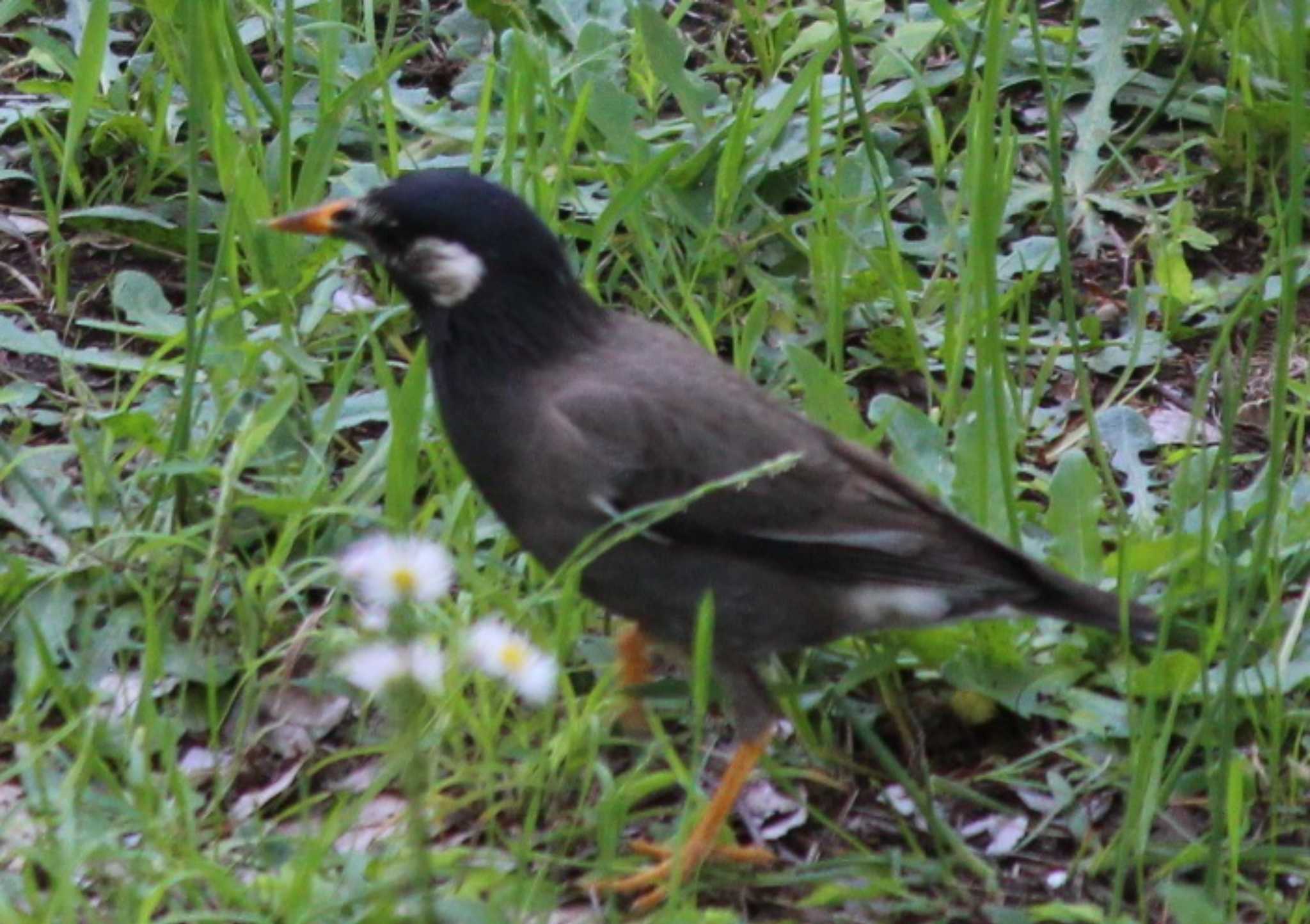 Photo of White-cheeked Starling at 三ッ沢公園 by kj