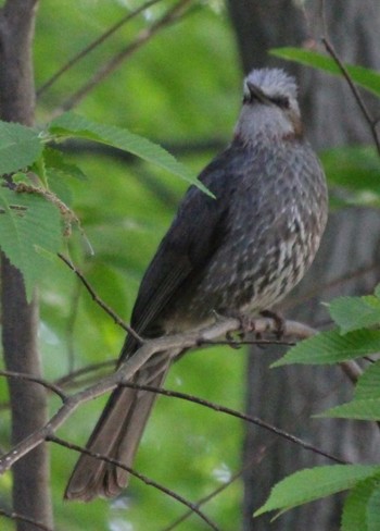 Brown-eared Bulbul 三ッ沢公園 Fri, 5/3/2024