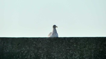 Vega Gull 周文埠頭(北海道厚真町) Thu, 1/3/2019