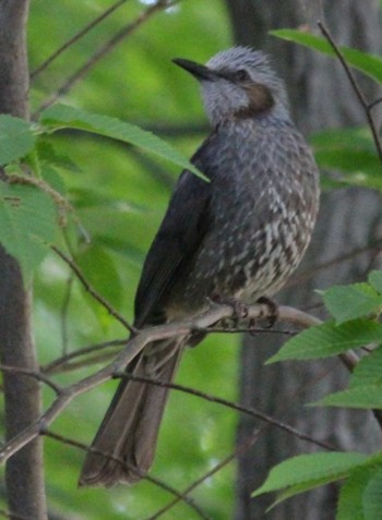 Brown-eared Bulbul 三ッ沢公園 Fri, 5/3/2024