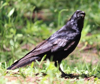 Carrion Crow 三ッ沢公園 Fri, 5/3/2024