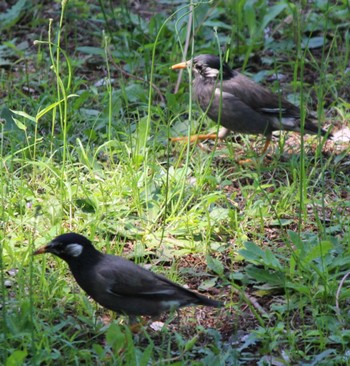 White-cheeked Starling 三ッ沢公園 Fri, 5/3/2024