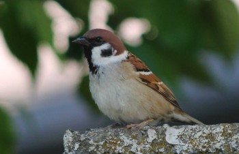 Eurasian Tree Sparrow 三ッ沢公園 Fri, 5/3/2024