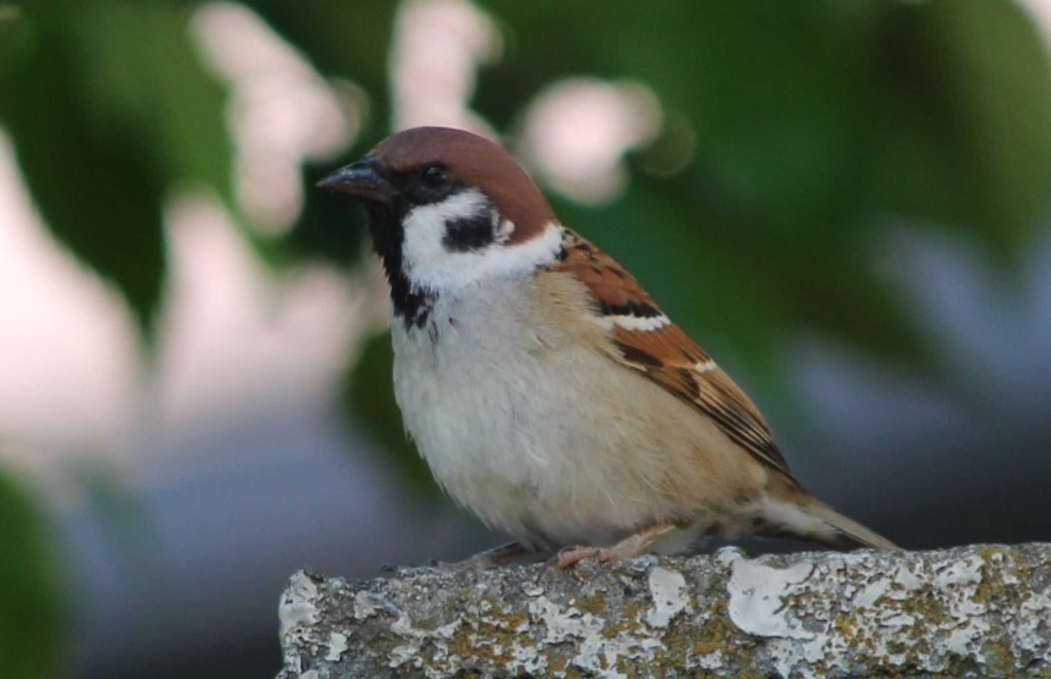 Photo of Eurasian Tree Sparrow at 三ッ沢公園 by kj