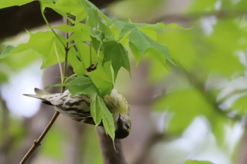 Eurasian Siskin 宮丘公園(札幌市西区) Sat, 5/4/2024