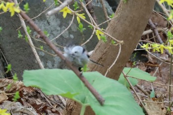 Long-tailed tit(japonicus) 宮丘公園(札幌市西区) Sat, 5/4/2024