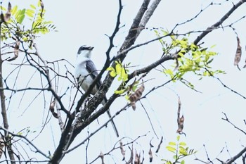 Ashy Minivet 長野県上伊那 Sat, 4/27/2024