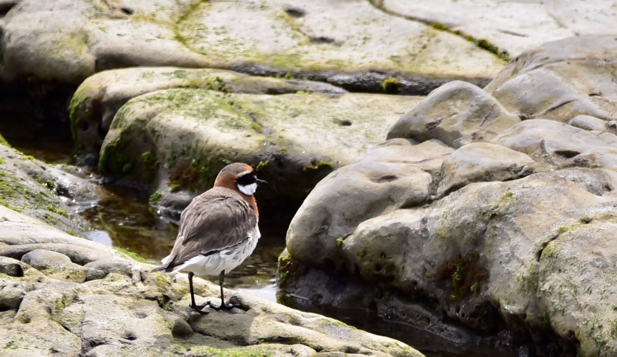 Photo of Siberian Sand Plover at 御前崎海岸 by Taka Eri