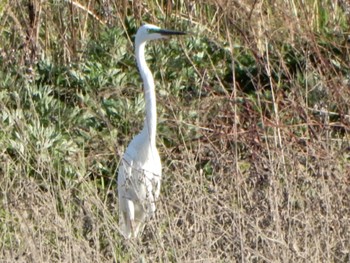 Great Egret 道の駅あいづ湯川・会津坂下 Fri, 5/3/2024