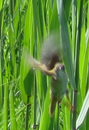 Marsh Grassbird Watarase Yusuichi (Wetland) Fri, 5/3/2024