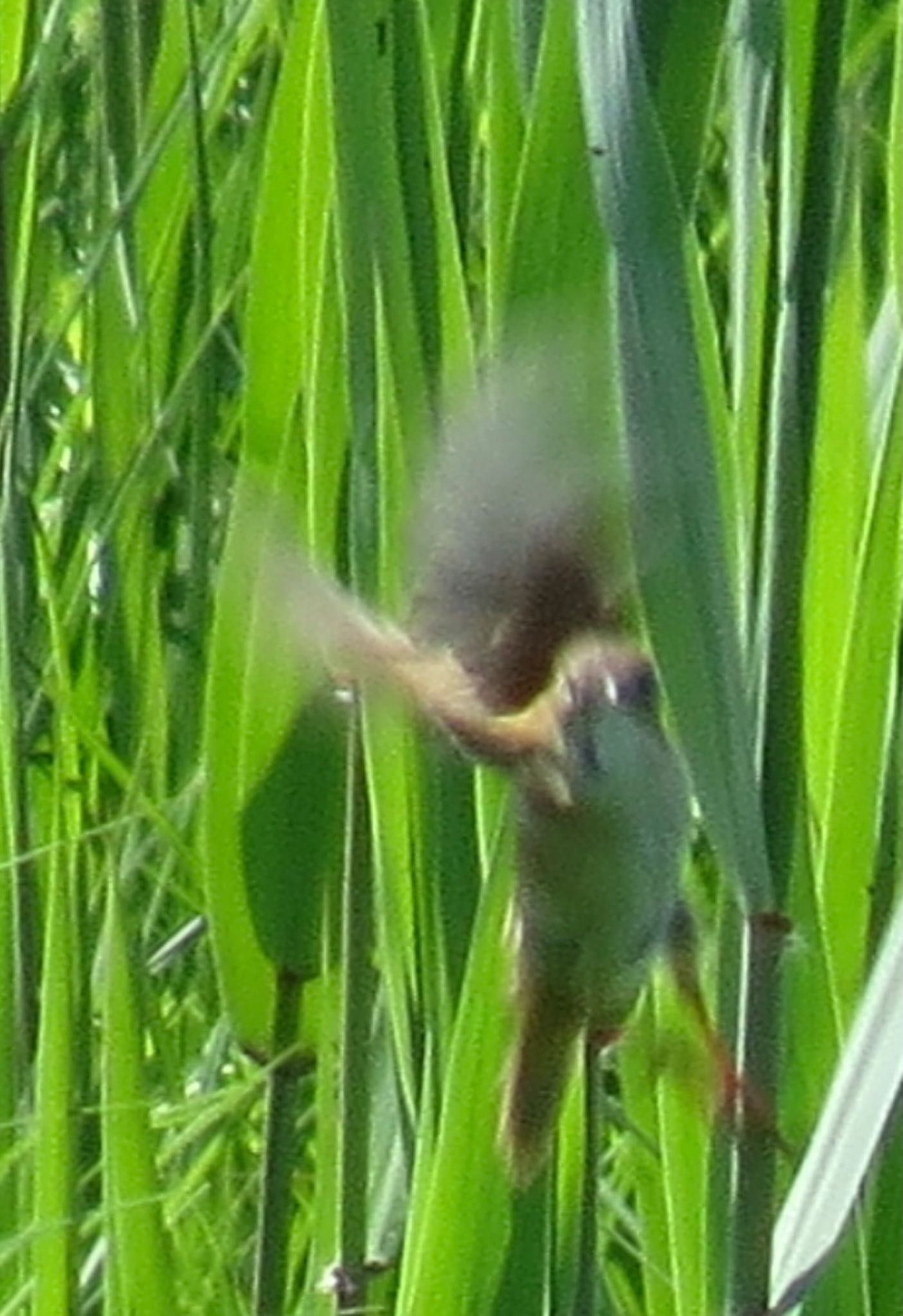 渡良瀬遊水地 オオセッカの写真 by Haruki🦜