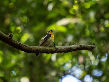 Narcissus Flycatcher 高崎自然の森 Sat, 5/4/2024