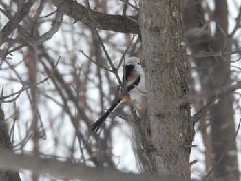 Long-tailed tit(japonicus) 札幌モエレ沼公園 Wed, 2/14/2024