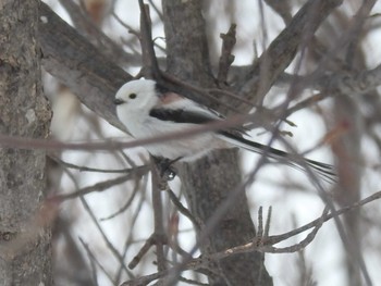 Long-tailed tit(japonicus) 札幌モエレ沼公園 Wed, 2/14/2024