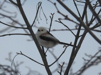 Long-tailed tit(japonicus) 札幌モエレ沼公園 Wed, 2/14/2024