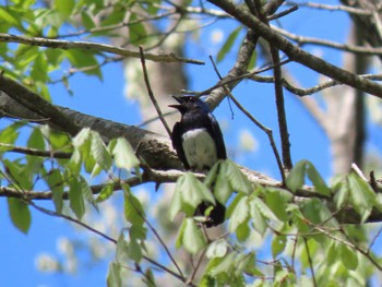 2024年5月2日(木) 荒沢湿原の野鳥観察記録