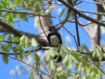 Blue-and-white Flycatcher 荒沢湿原 Thu, 5/2/2024