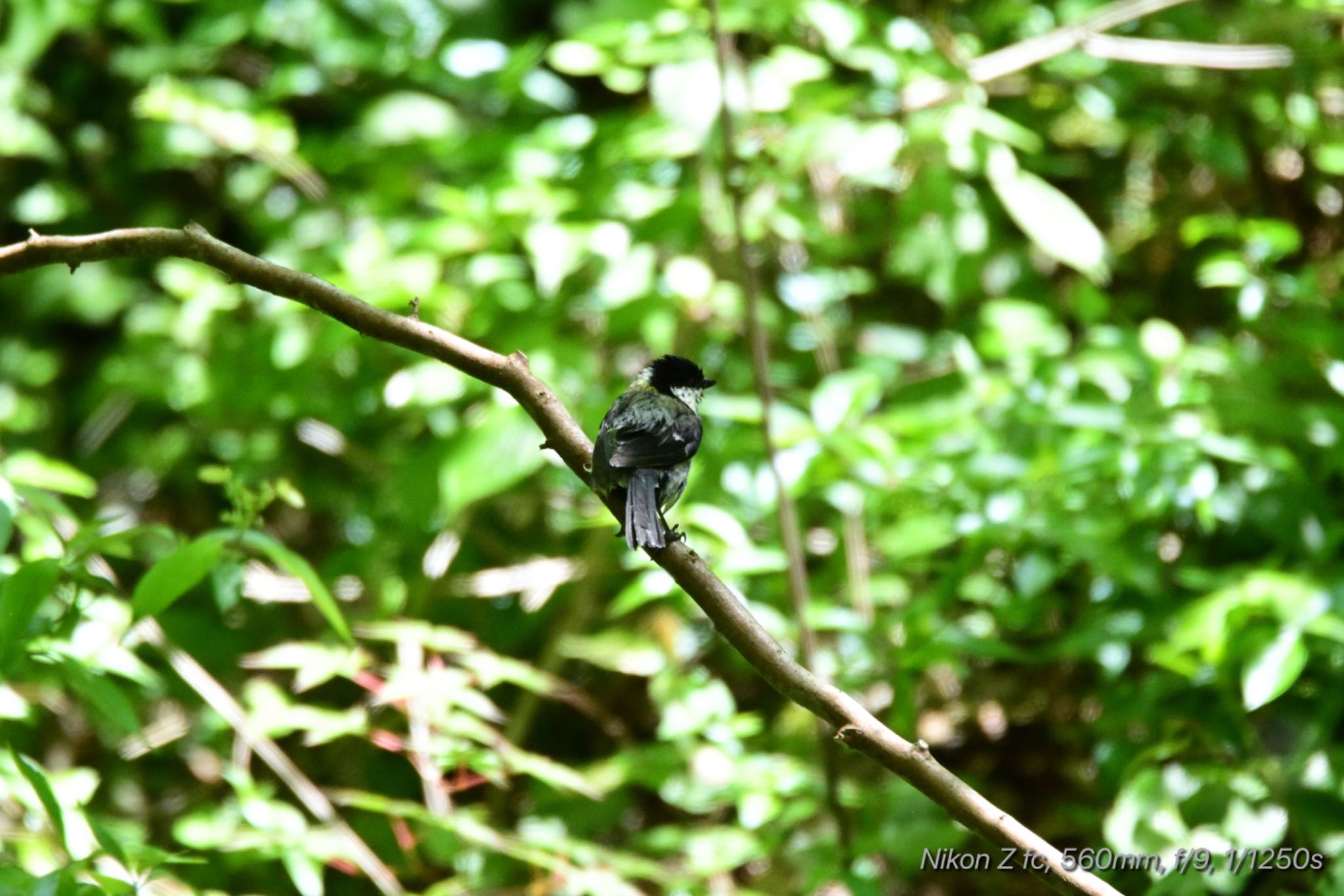 Photo of Japanese Tit at 丸火自然公園 by 岡津八法斎
