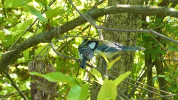 Japanese Tit 馬見丘陵公園 Fri, 5/3/2024