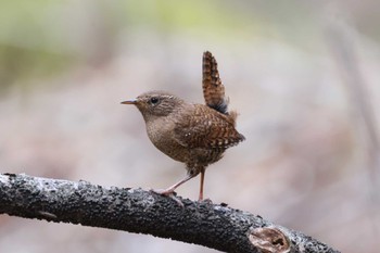 Eurasian Wren 山梨県甲州市 Mon, 4/29/2024