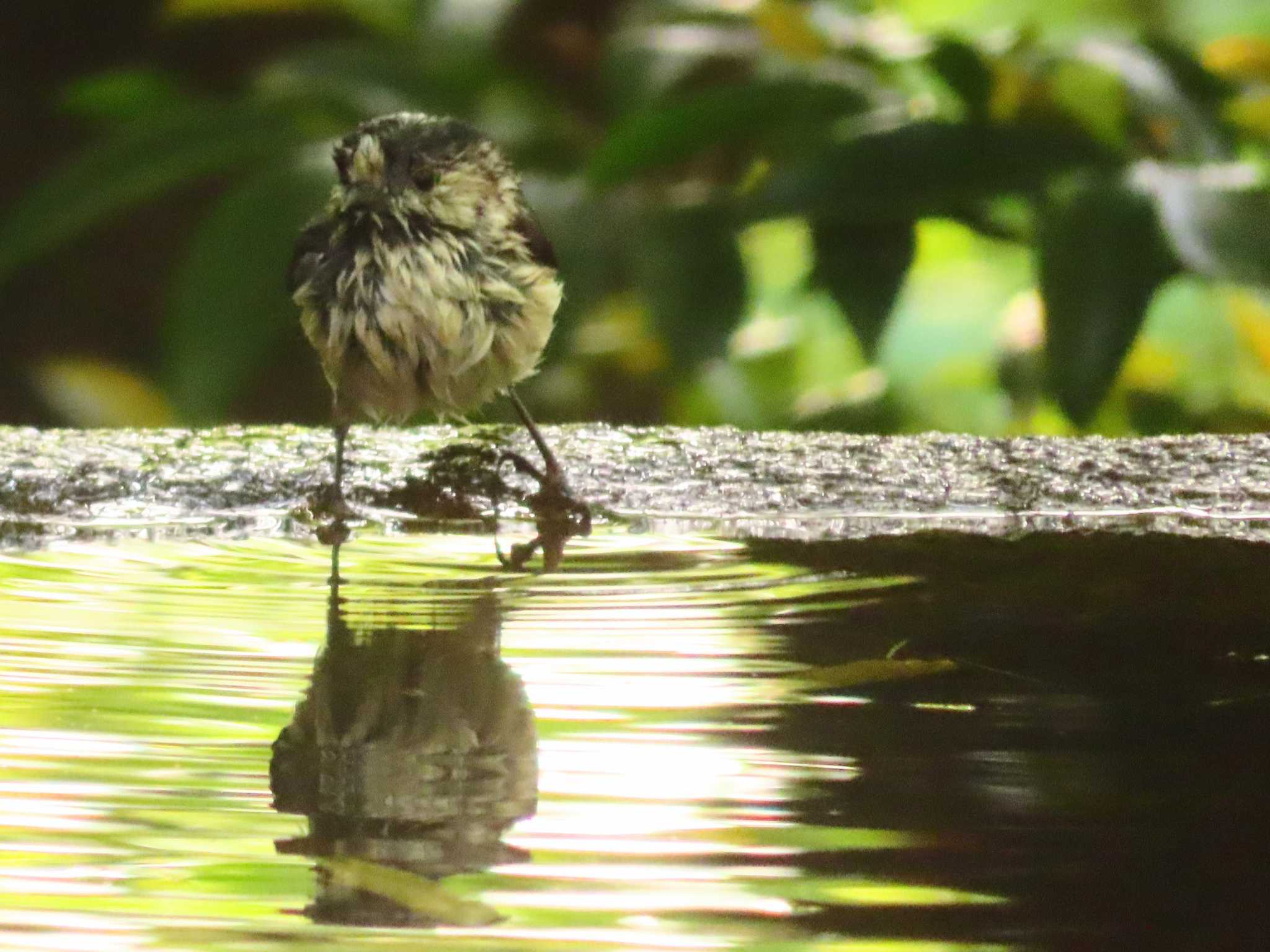 Photo of Long-tailed Tit at 権現山(弘法山公園) by ゆ