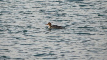 Red-breasted Merganser 周文埠頭(北海道厚真町) Thu, 1/3/2019