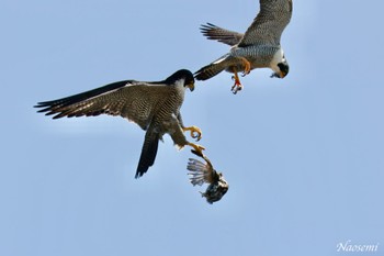 Peregrine Falcon 神奈川県 Sat, 5/4/2024