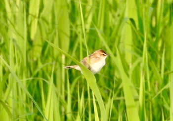 セッカ 渡良瀬遊水地 2024年5月3日(金)