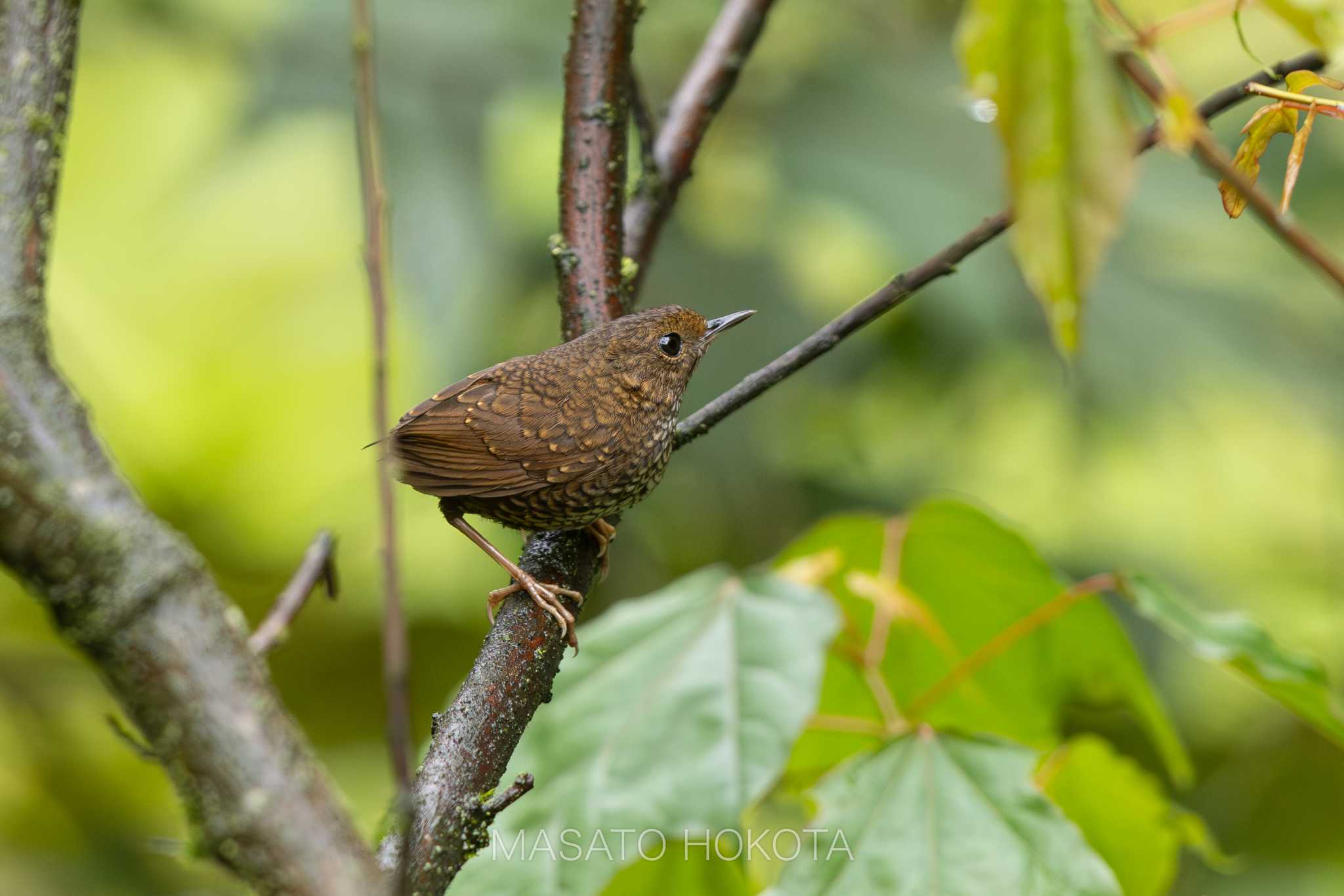 Pygmy Cupwing