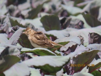 Eurasian Skylark 益子町内 Sat, 5/4/2024