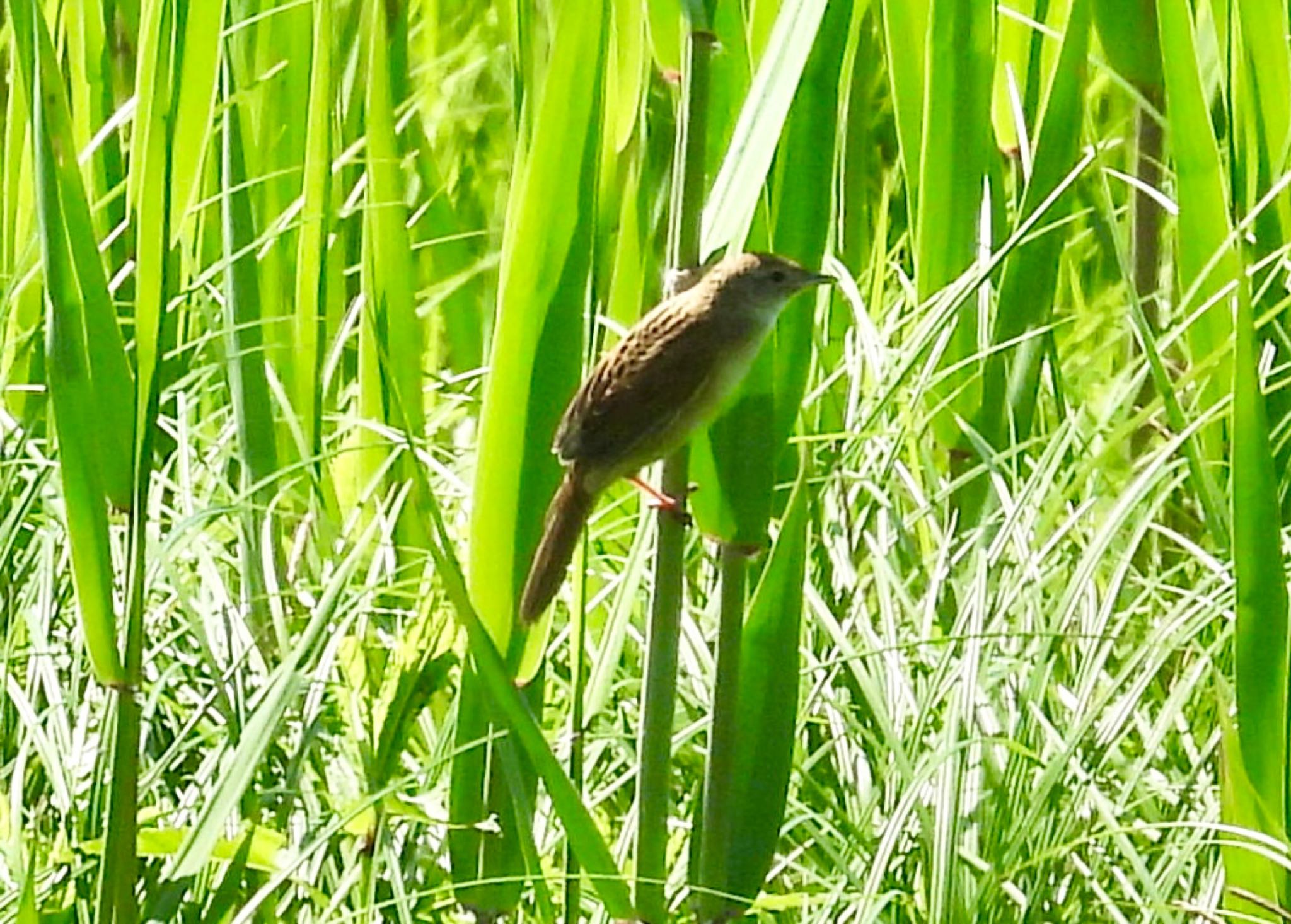 Photo of Marsh Grassbird at Watarase Yusuichi (Wetland) by Haruki🦜の👨