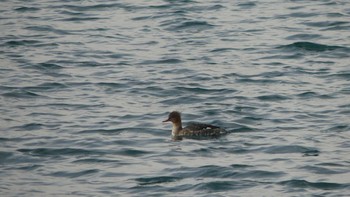 ウミアイサ 周文埠頭(北海道厚真町) 2019年1月3日(木)